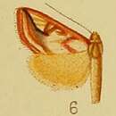 Image of Loxostege argyrostacta Hampson 1910