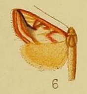 Image of Loxostege argyrostacta Hampson 1910