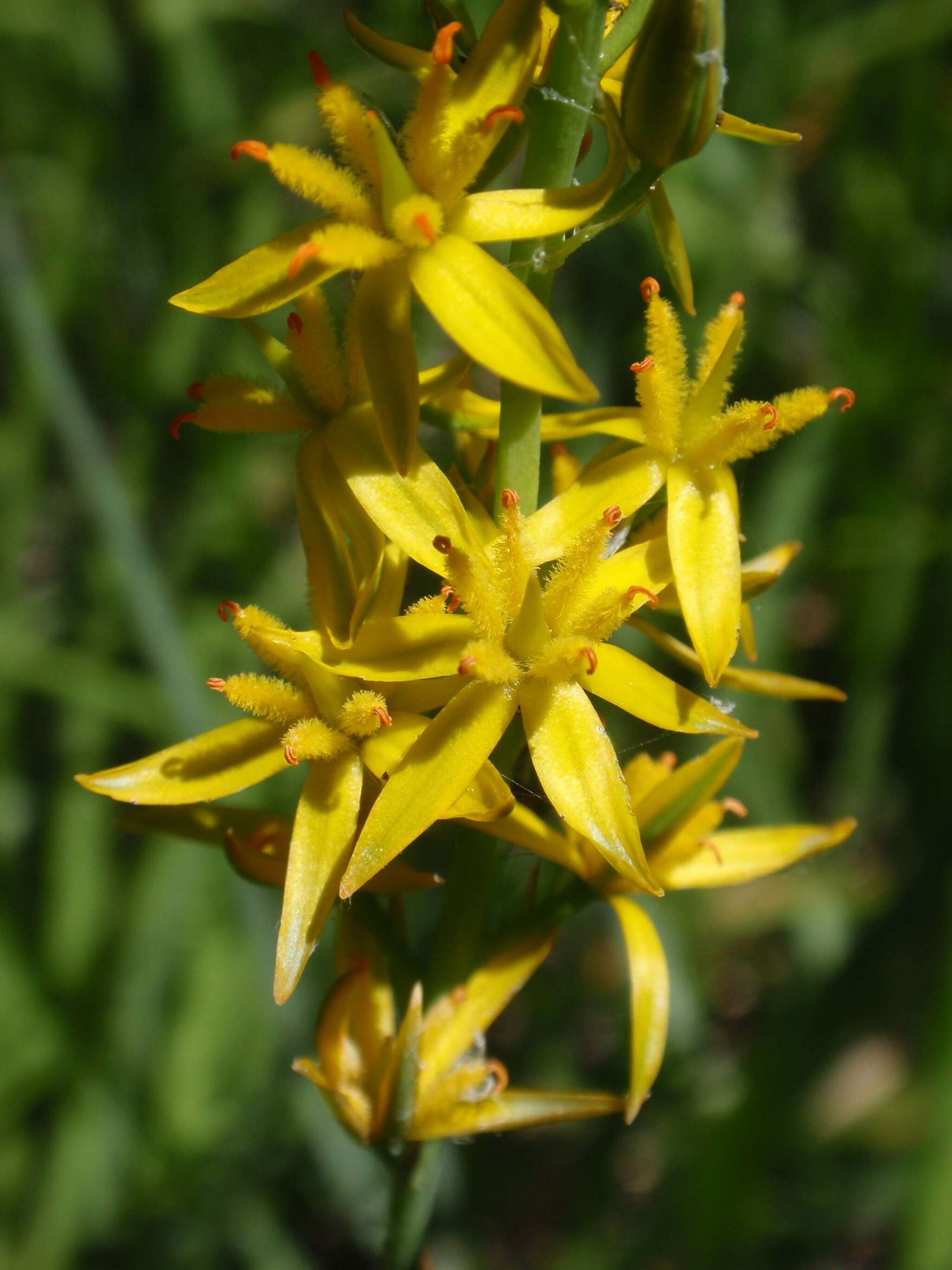 Image of Bog asphodel