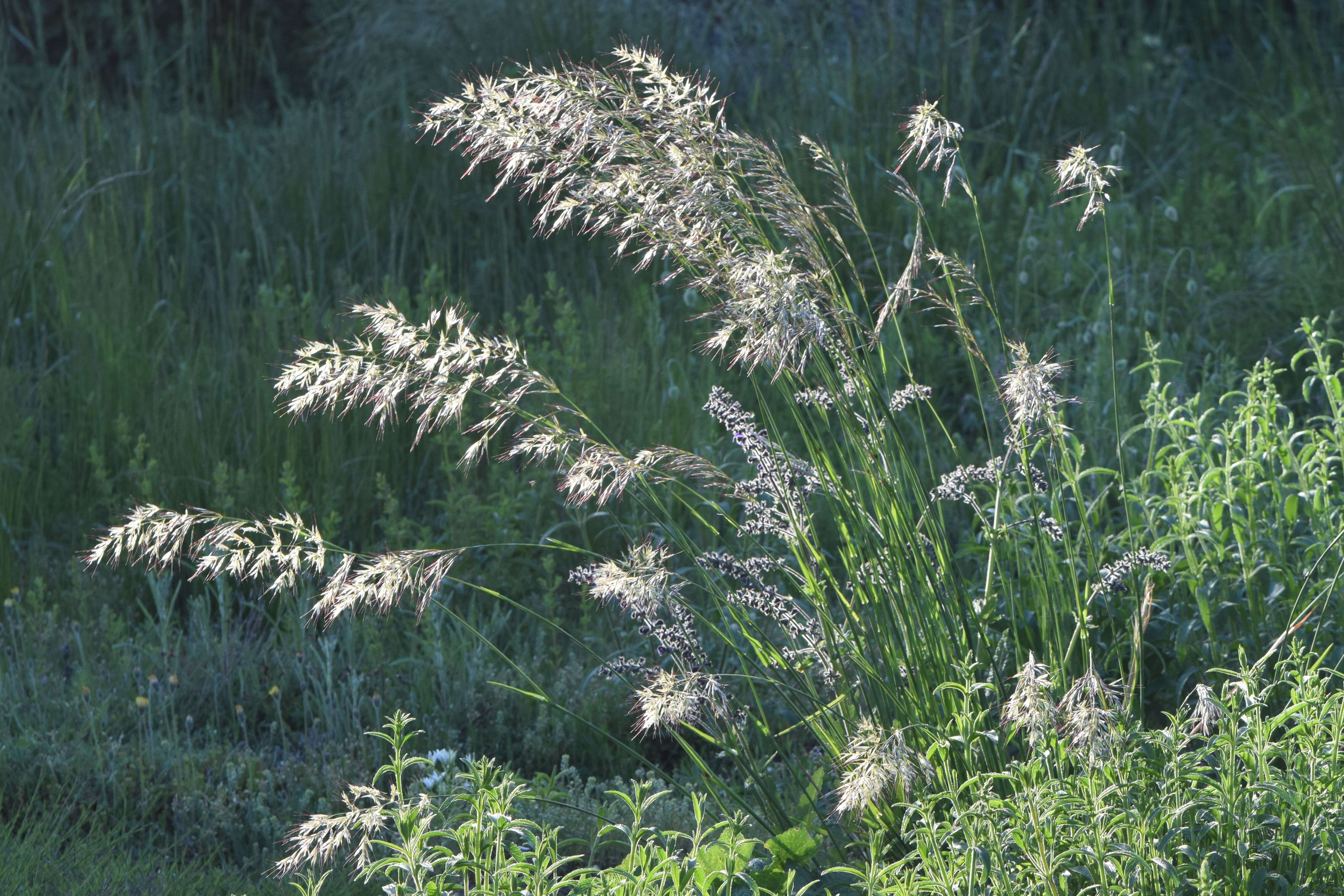 Image of oatgrass