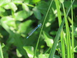 Image of Azure Bluet