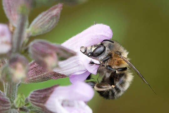 Imagem de Salvia officinalis L.