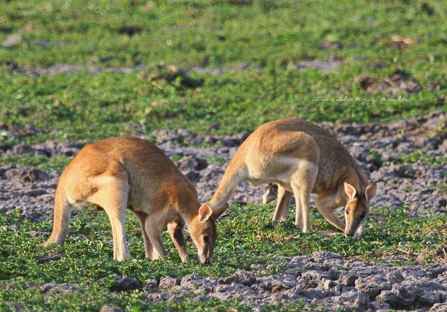 Image of Agile Wallaby