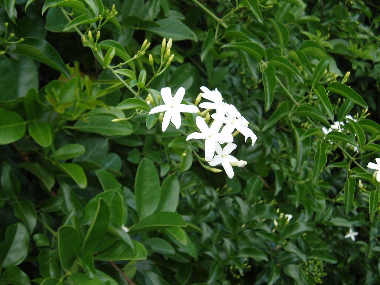 Imagem de Jasminum fluminense Vell.