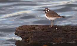 Image of Killdeer