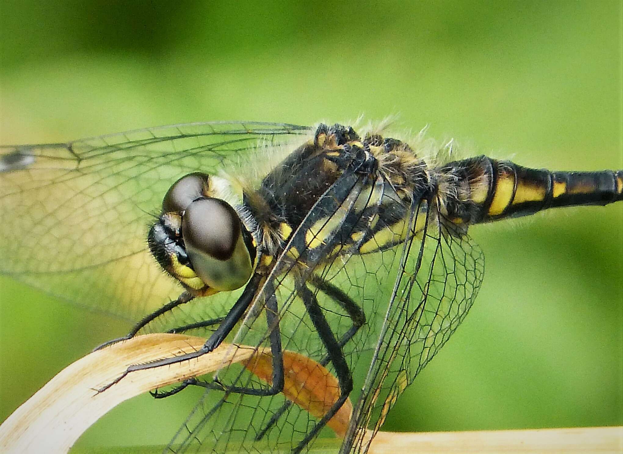 Image of black darter