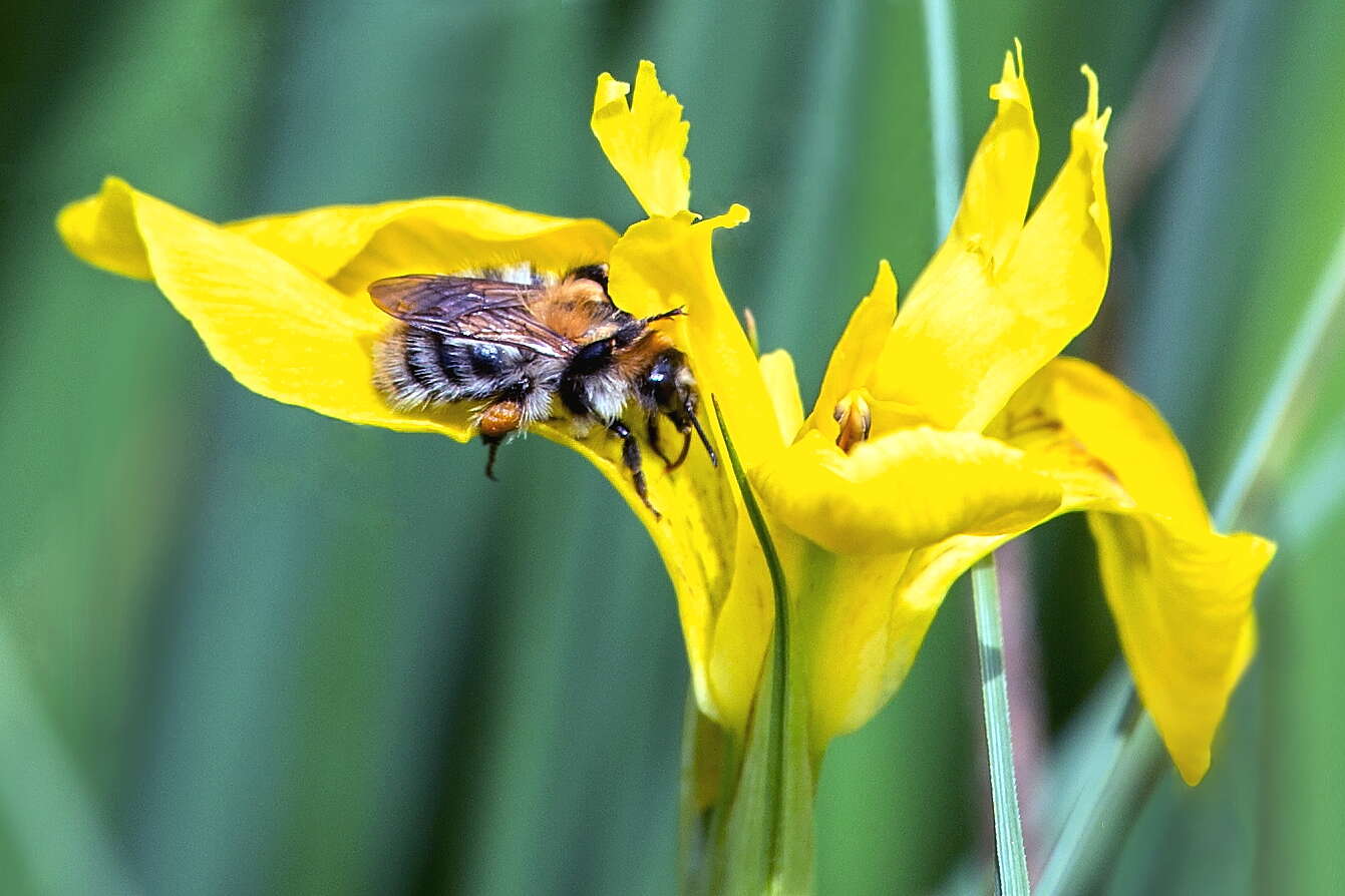 Image of yellow flag, yellow iris