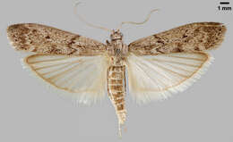 Image of Mediterranean Flour Moth