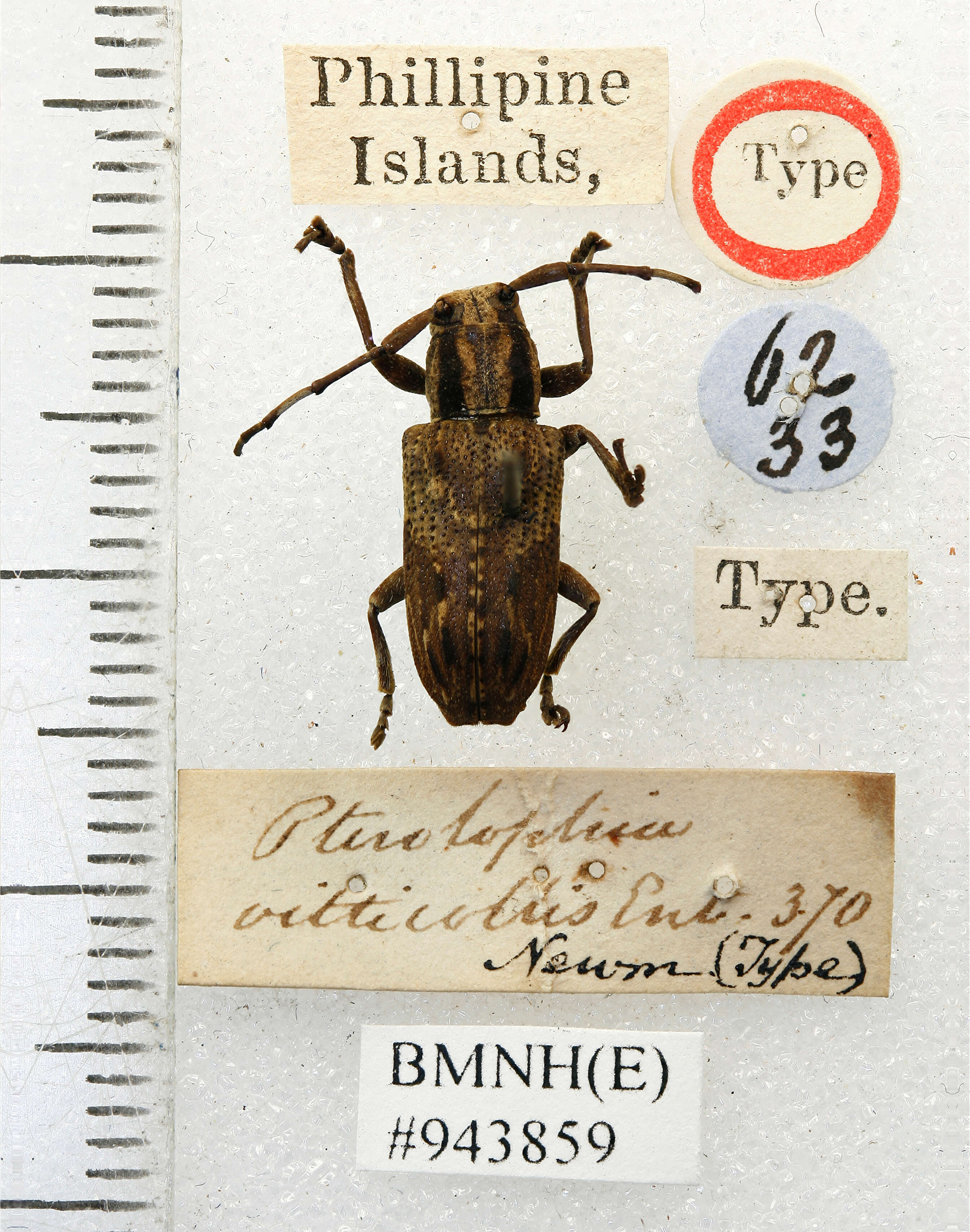 Image of Pterolophia vitticollis Newman 1842