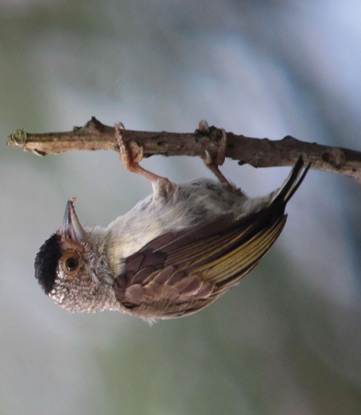Image of Plain-breasted Piculet