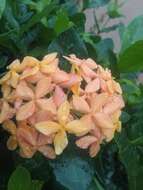 Image of ixora