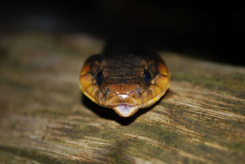 Image of Amazon False Fer-de-lance