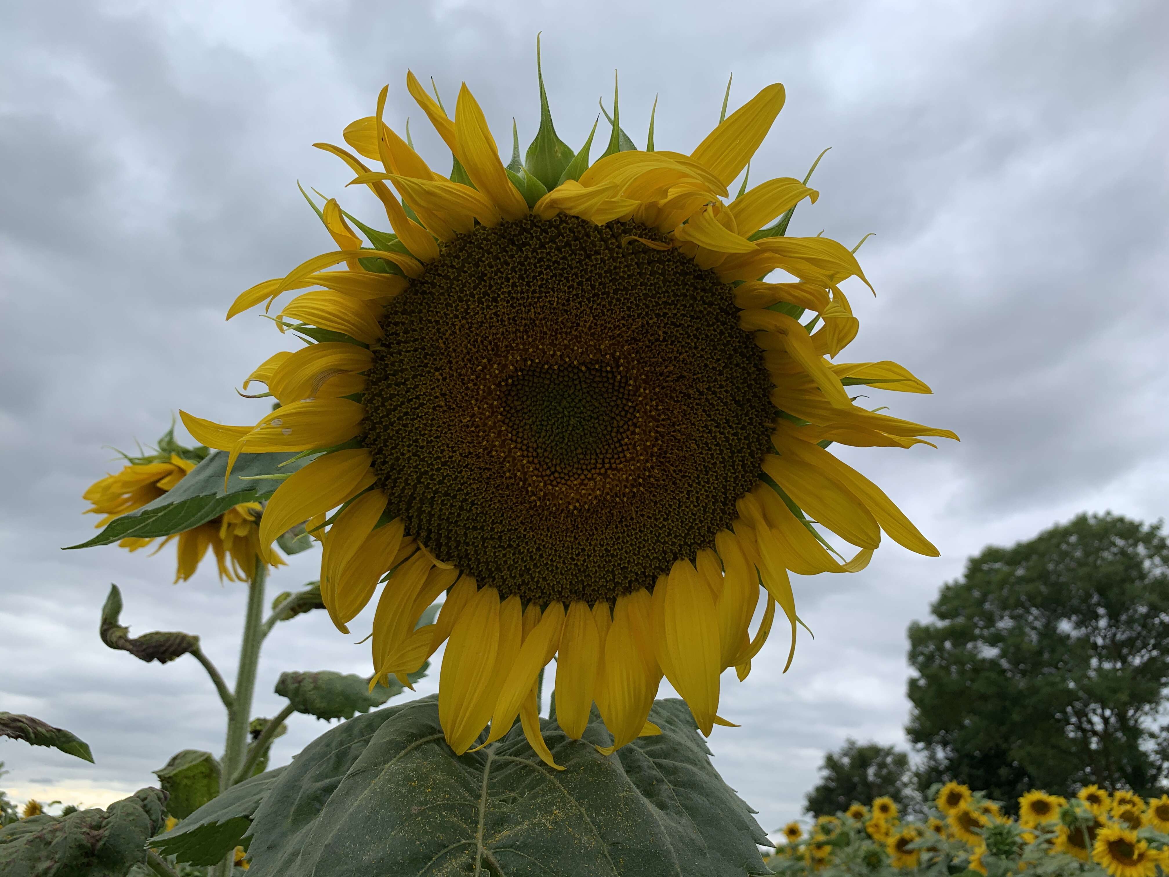 Image of common sunflower