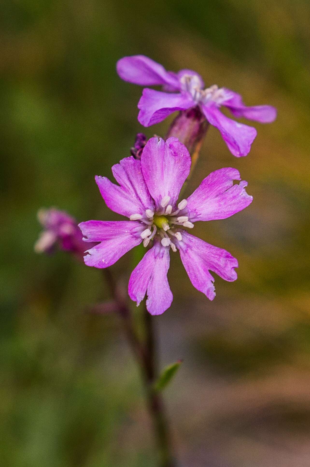 Image of Viscaria nivalis (Kit.) Simonk.