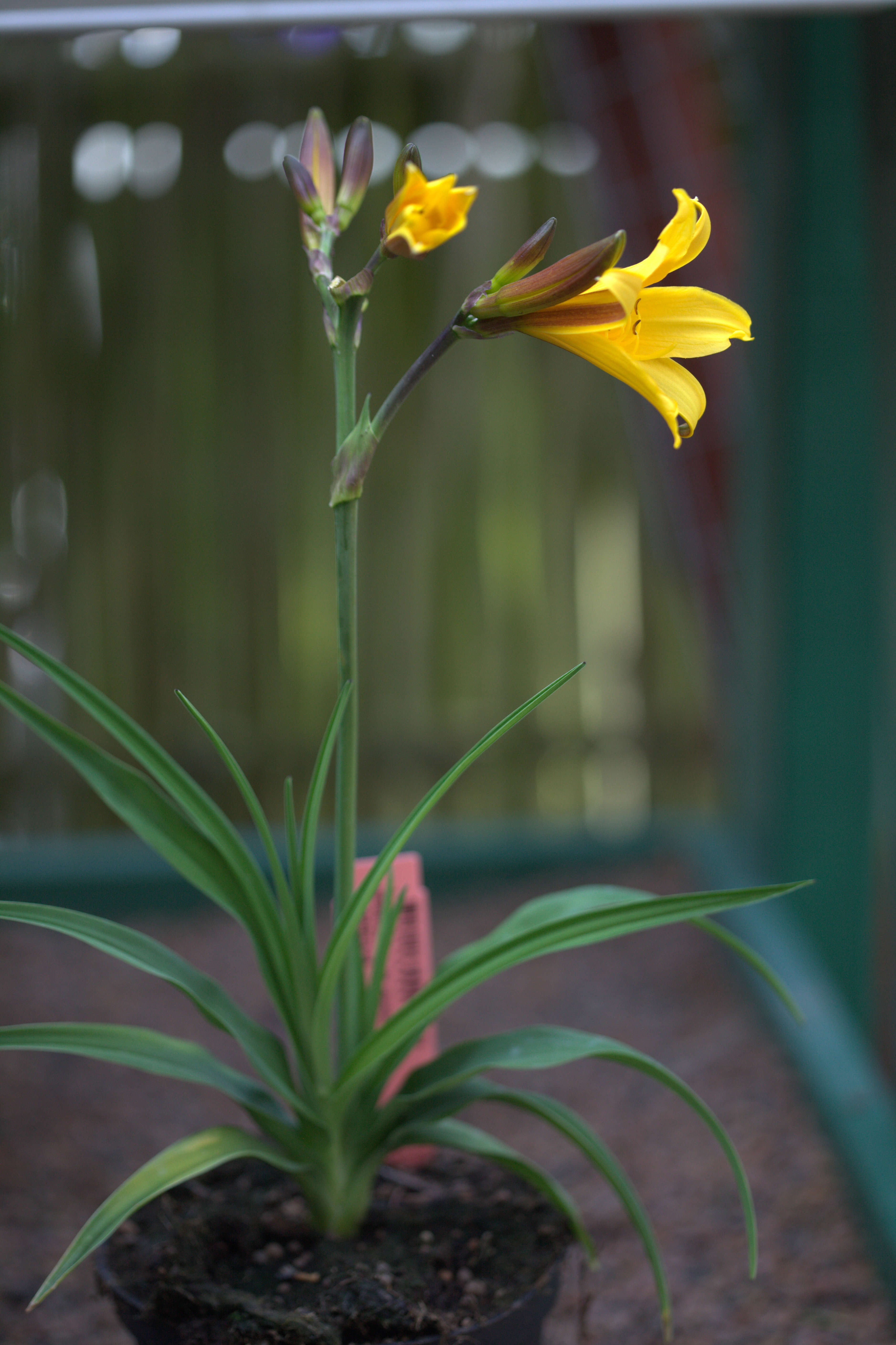 Image of Dumortier's daylily