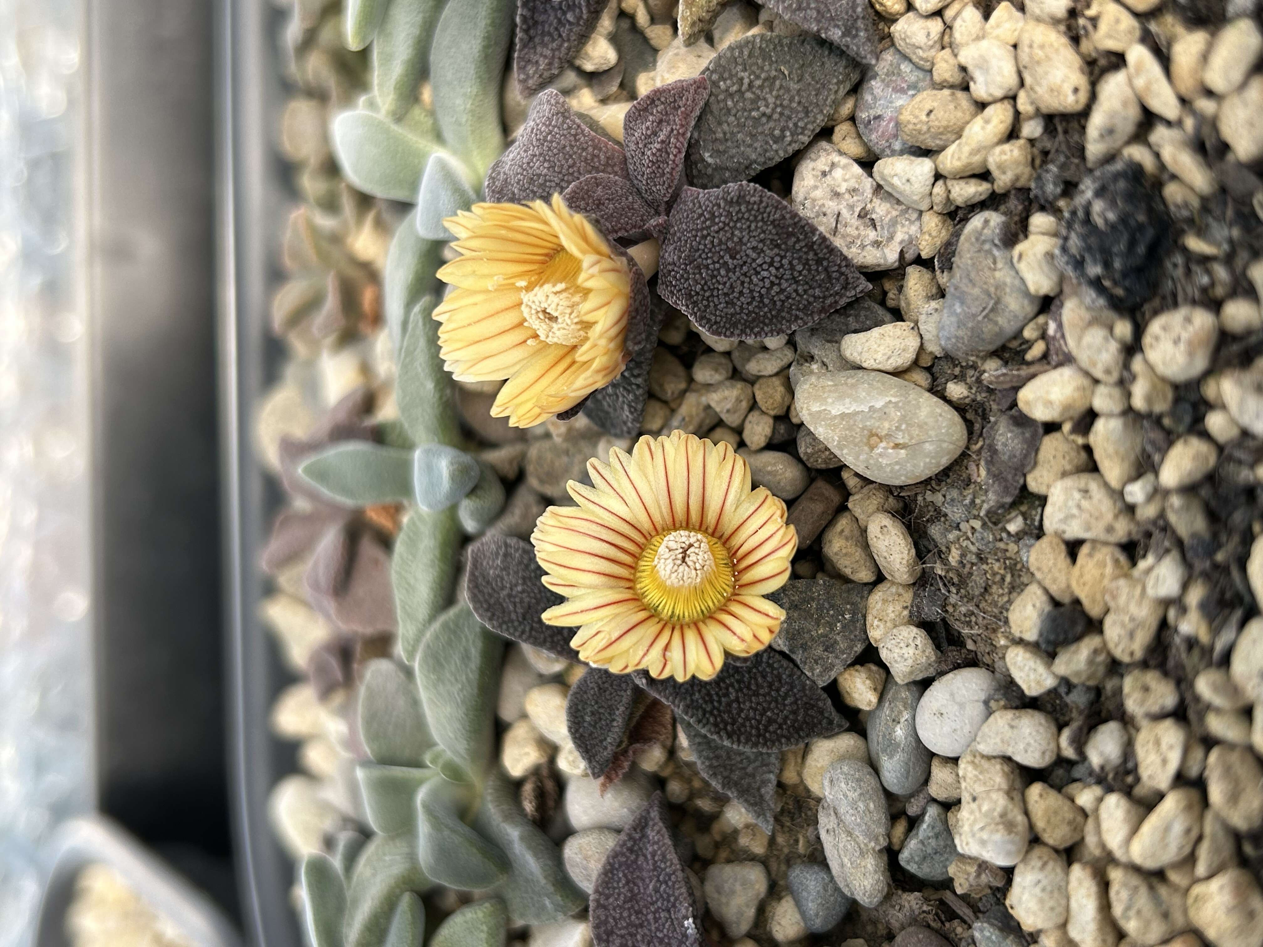 Aloinopsis rubrolineata (N. E. Br.) Schwant. resmi