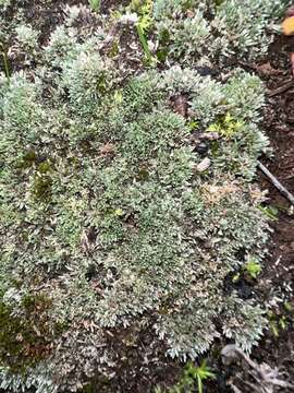 Image of silvergreen bryum moss