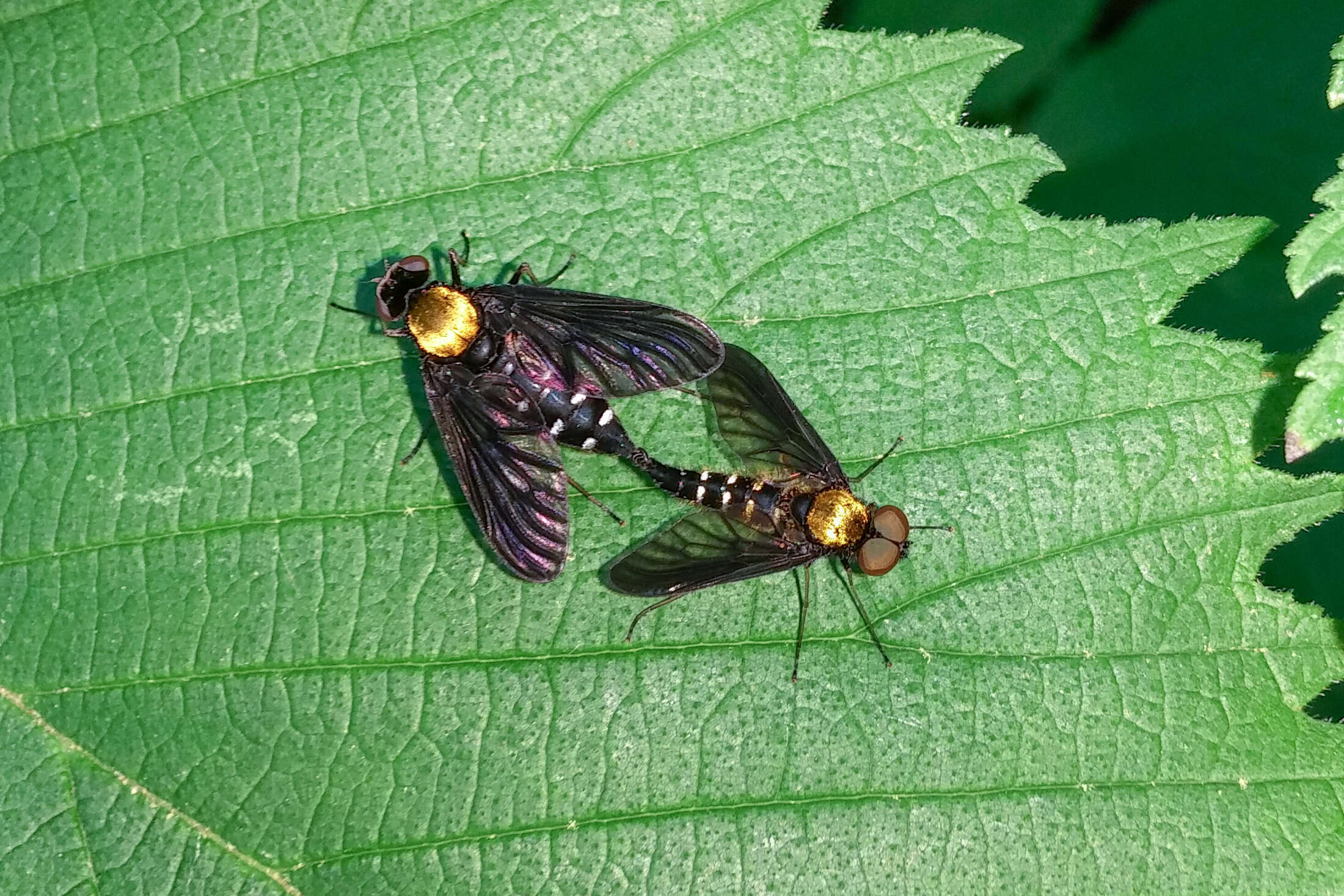 Image of Golden-backed Snipe Fly