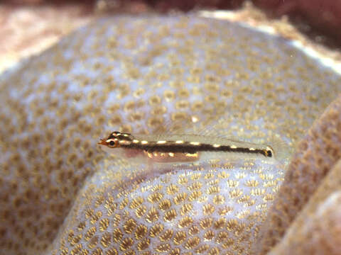 Image of Sebree's pygmygoby