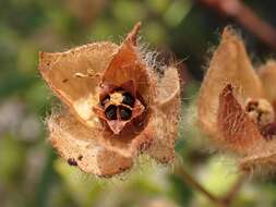 Imagem de Cistus monspeliensis L.