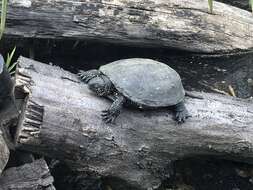 Image of European Pond Turtle