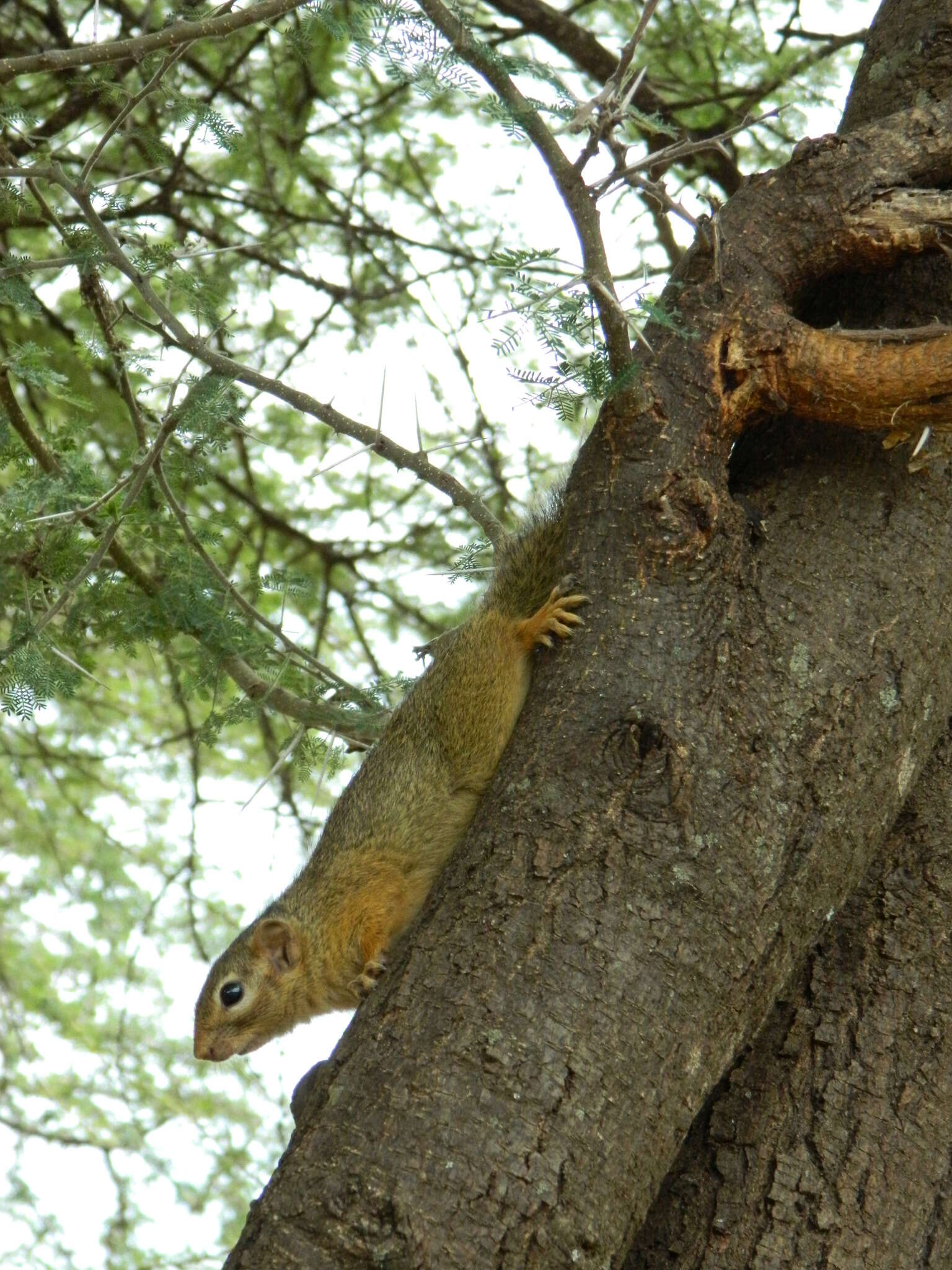 Image of Ochre Bush Squirrel