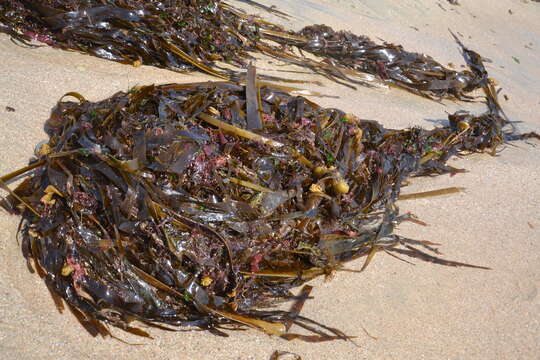 Image of Sargassum