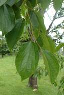 Image of Celtis julianae C. K. Schneid.