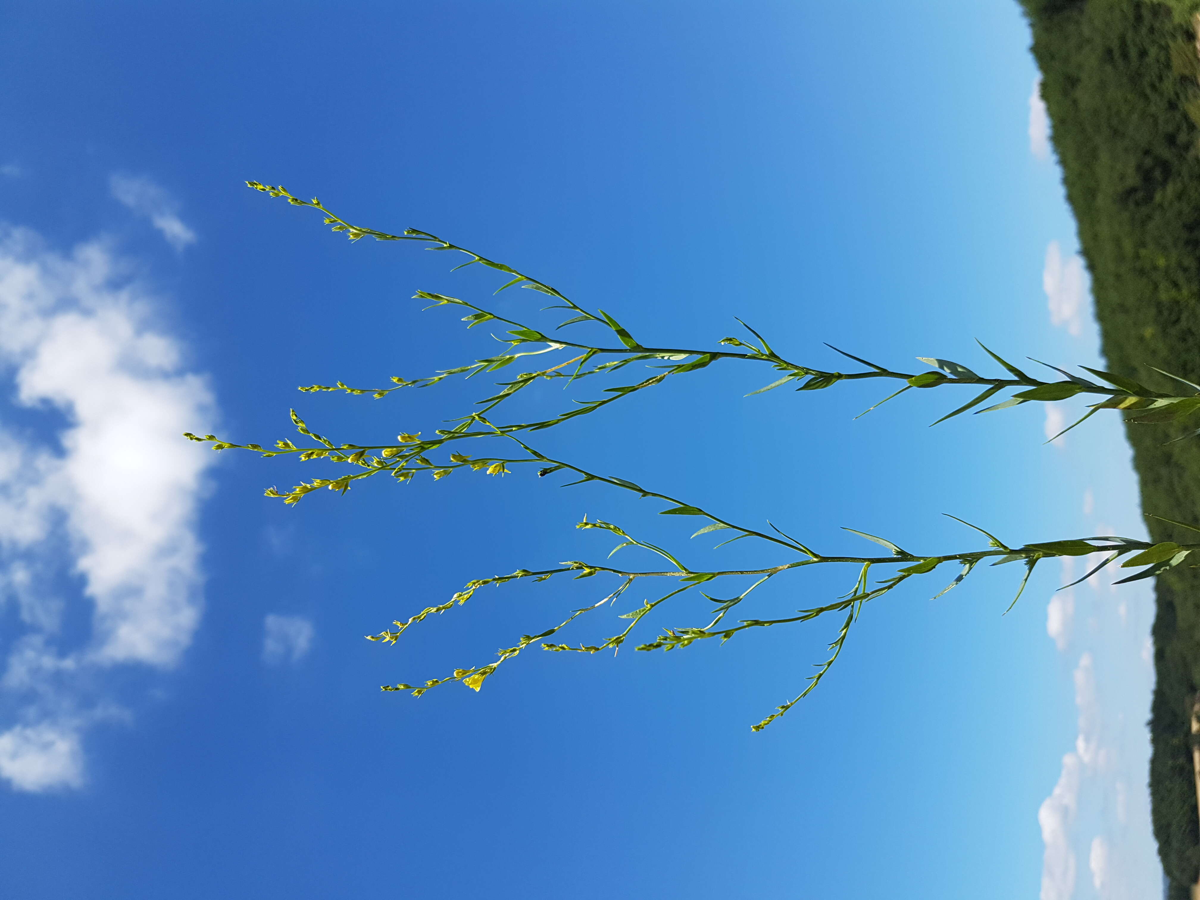 Imagem de Linaria genistifolia (L.) Mill.