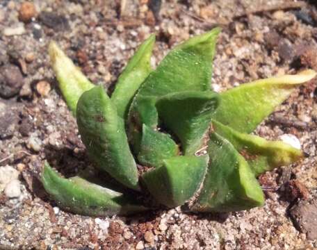 Image of Haworthiopsis scabra (Haw.) G. D. Rowley