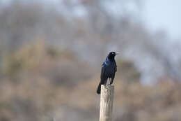 Image of Boat-tailed Grackle