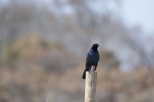 Image of Boat-tailed Grackle