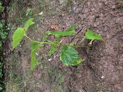 Image of Striped Maple