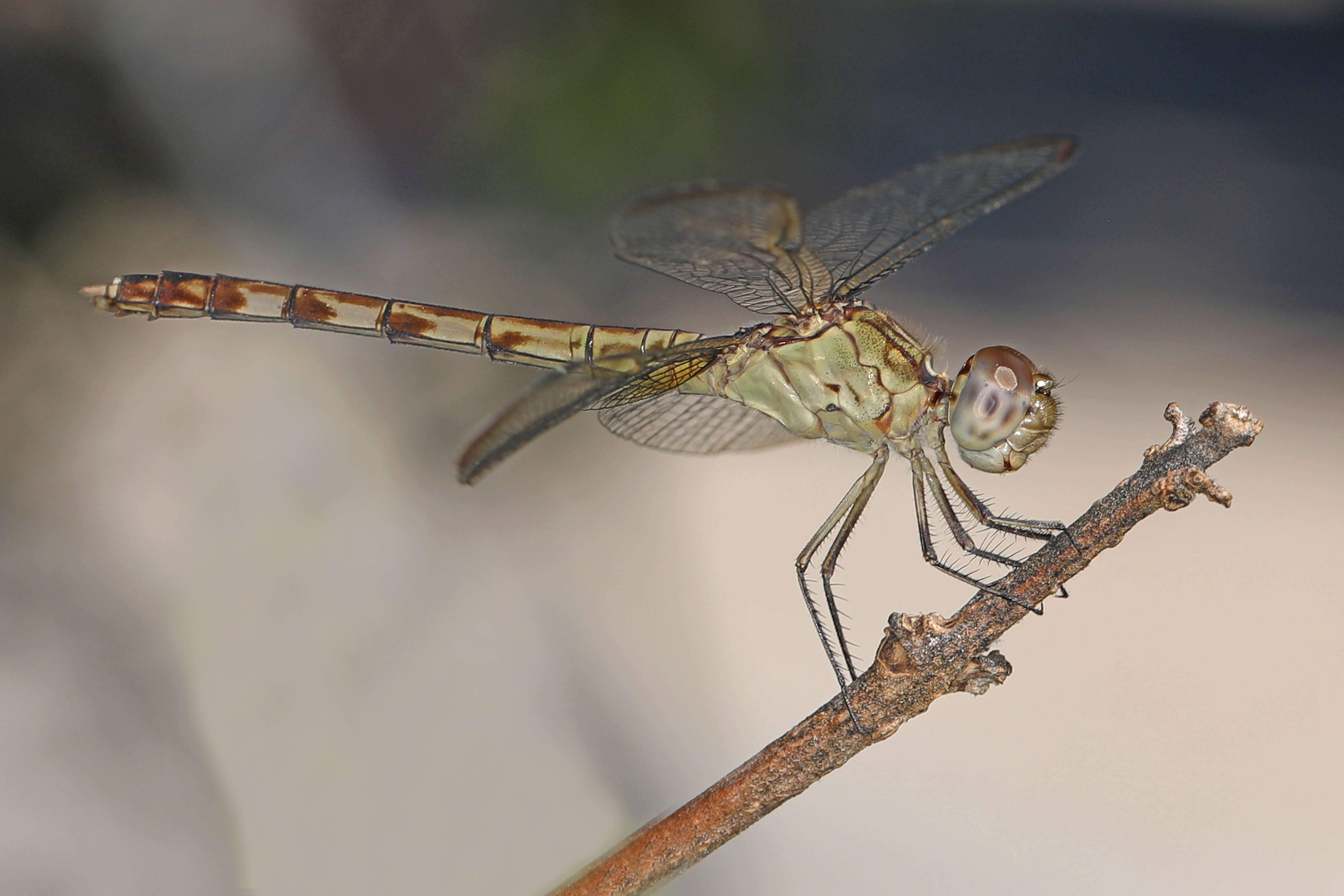 Sivun Erythrodiplax umbrata (Linnaeus 1758) kuva