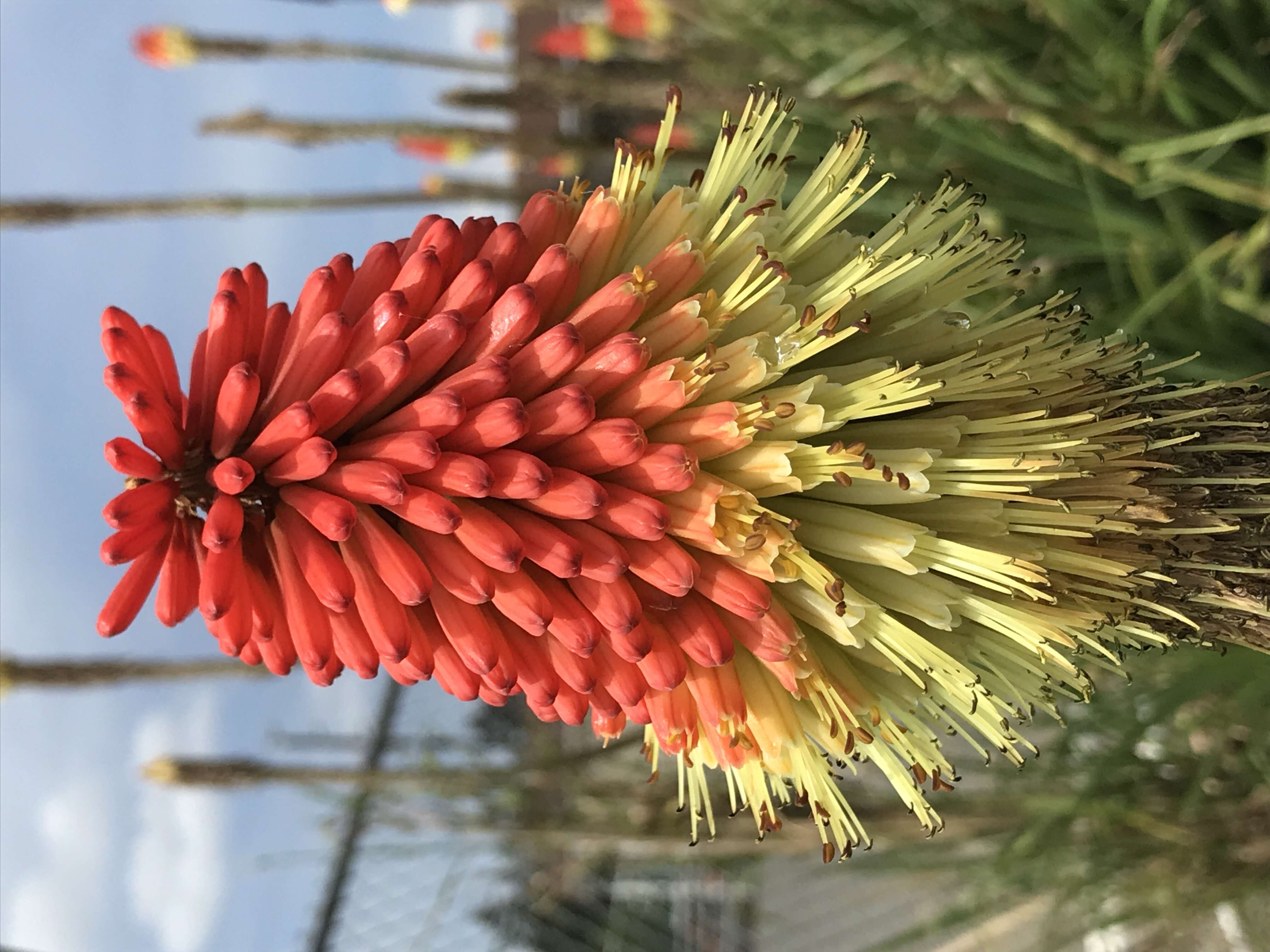 Imagem de Kniphofia uvaria (L.) Oken