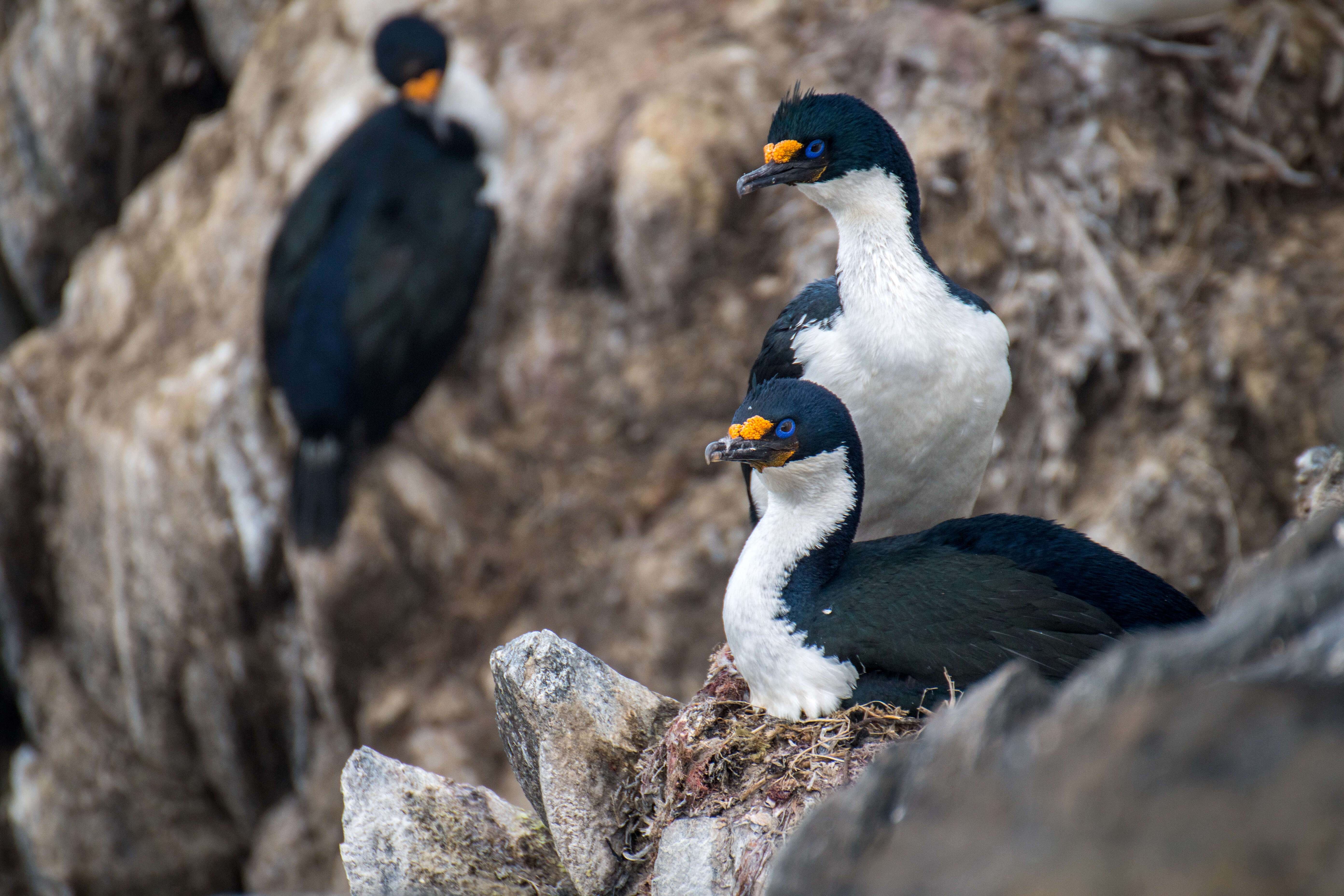 Image of Kerguelen Shag