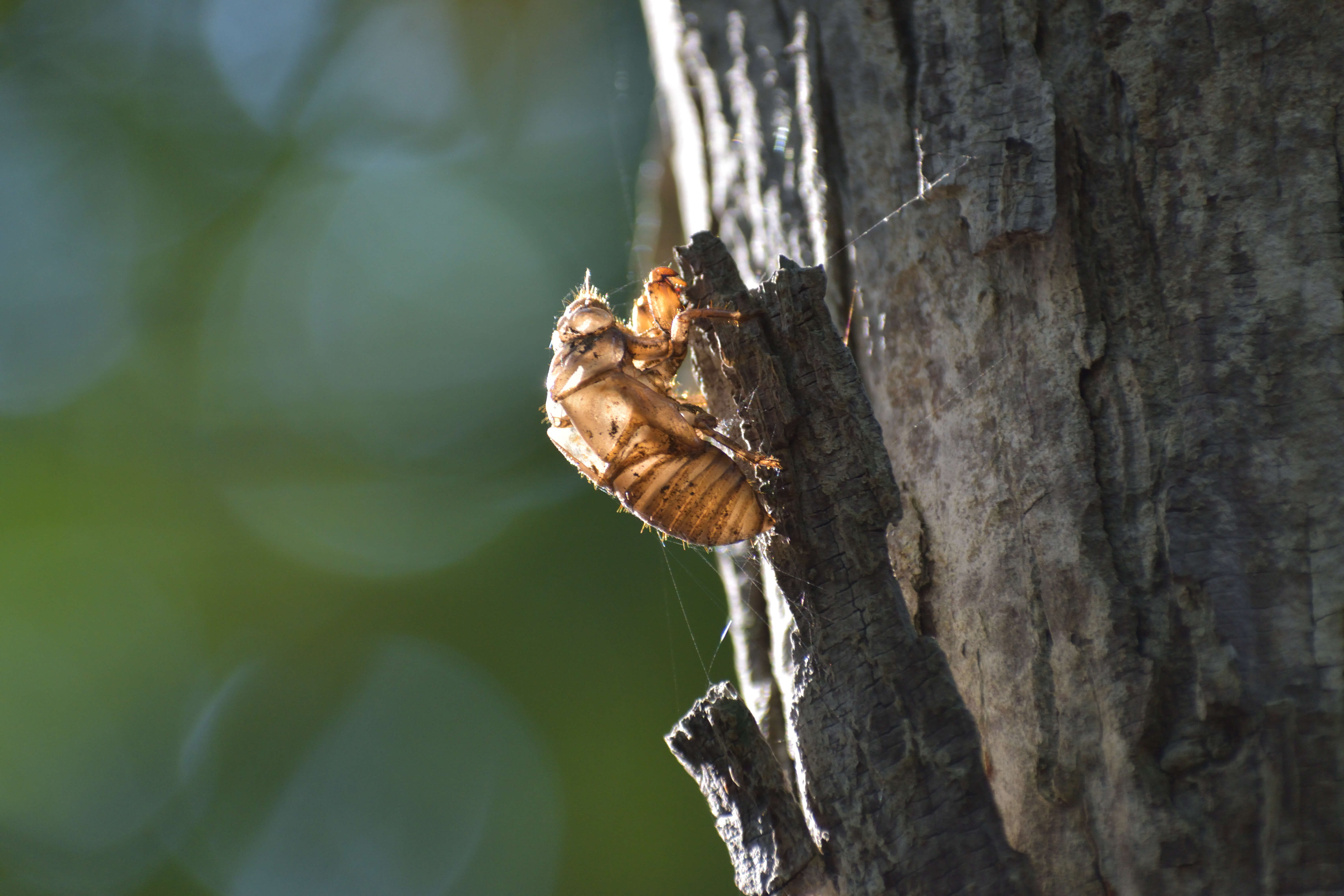 Image of Cicada