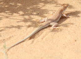 Plancia ëd Acanthodactylus dumerilii (Milne-edwards 1829)