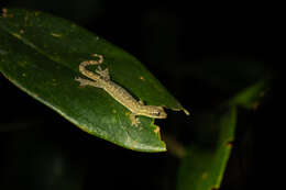 Hemiphyllodactylus chiangmaiensis Grismer, Wood & Cota 2014 resmi