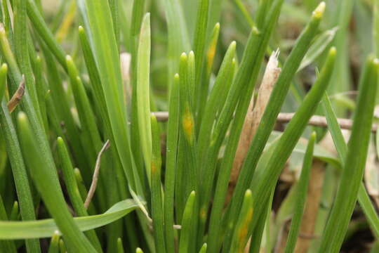 Image de Puccinia liliacearum Duby 1830