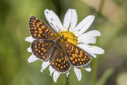 Image of Melitaea athalia