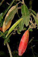 Image of Protorhus longifolia (Bernh.) Engl.