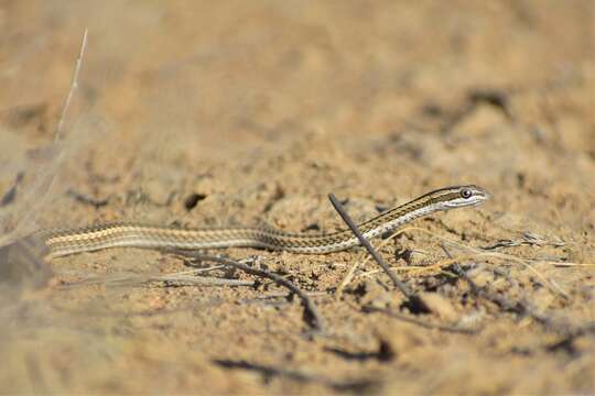 Image of Psammophis lineolatus (Brandt 1838)