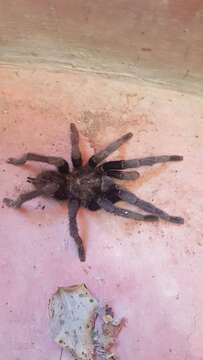 Image of Brachypelma schroederi Rudloff 2003