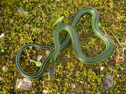 Image of Green Rat Snake