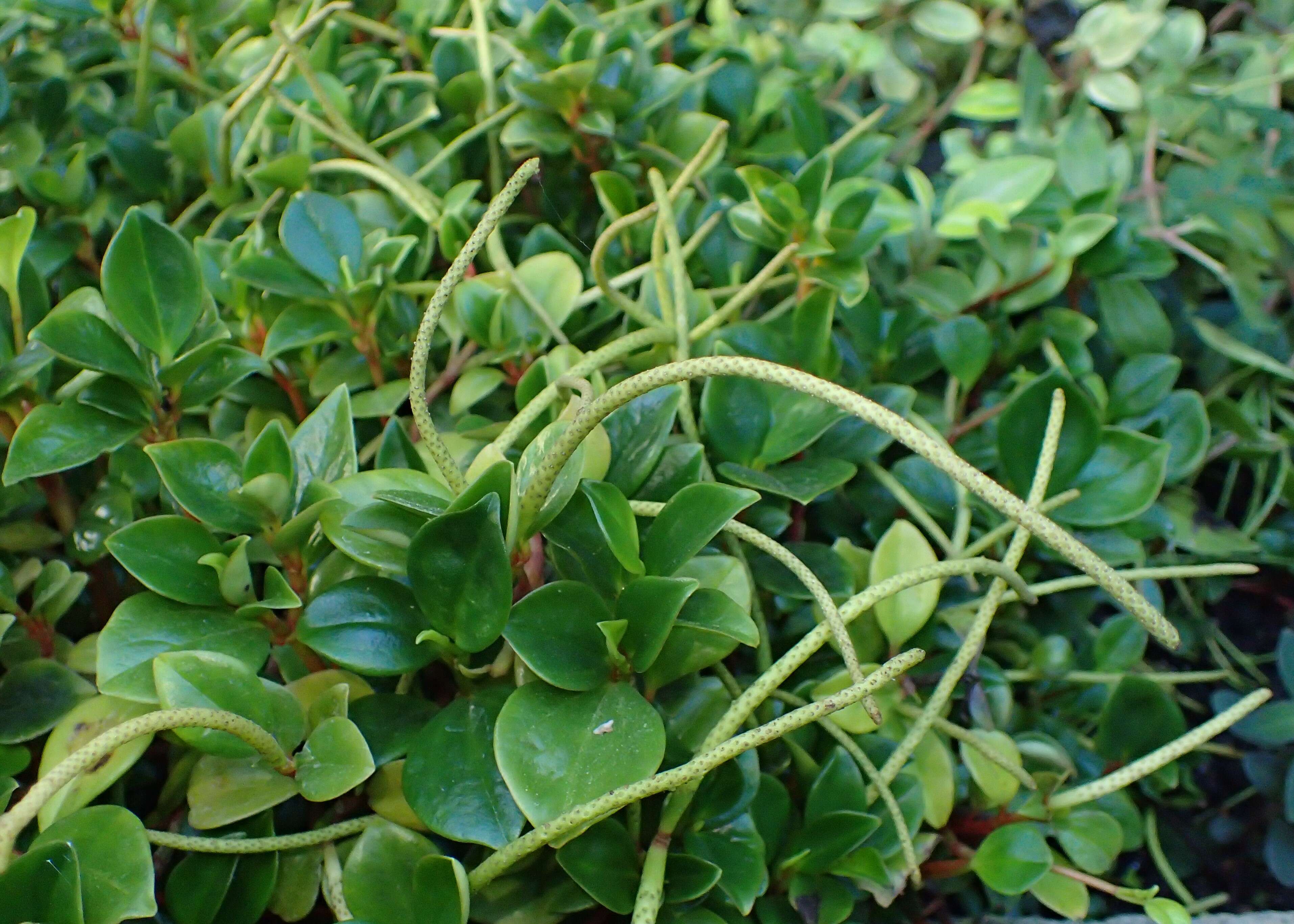 Image of cypress peperomia