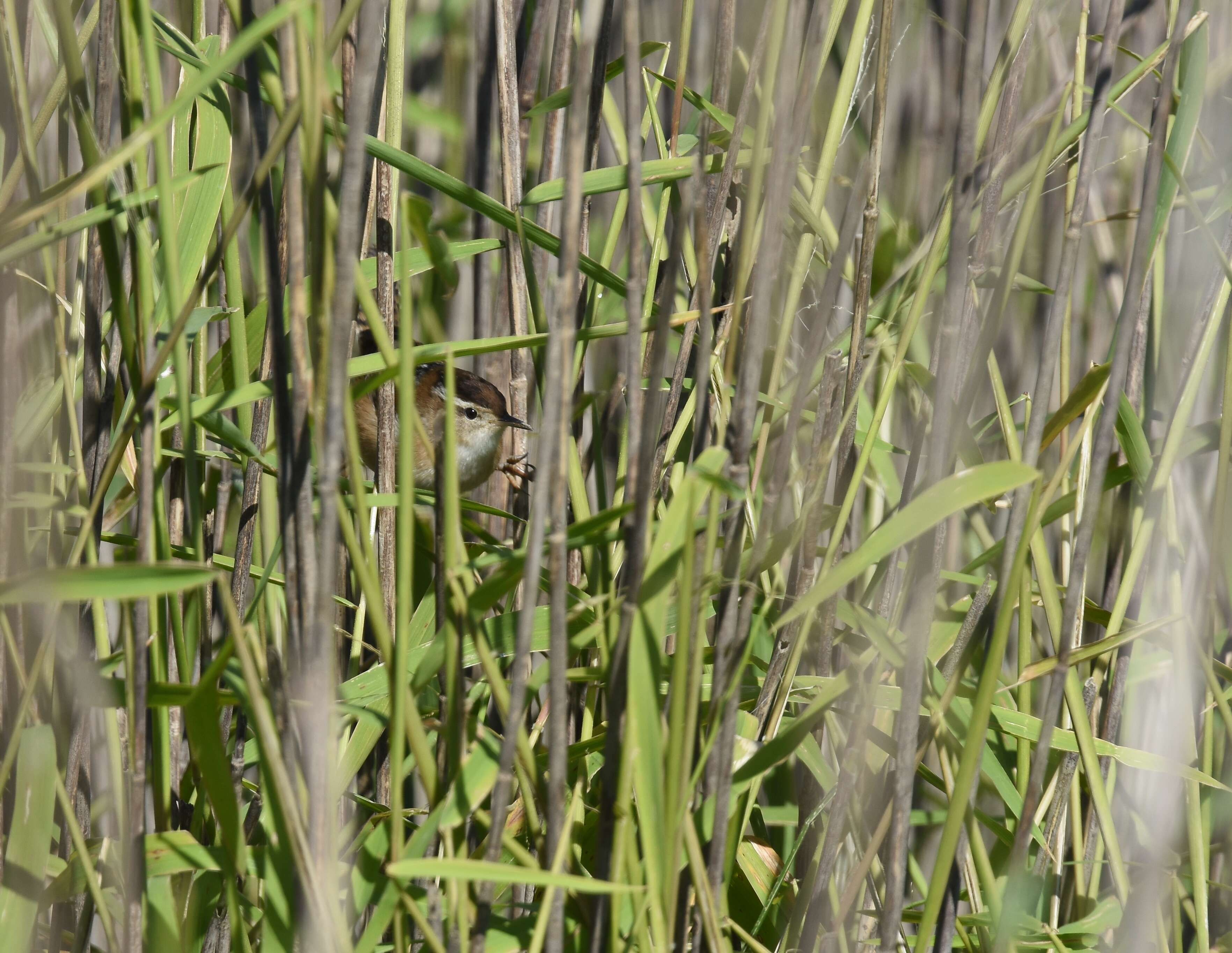 Image of Marsh Wren