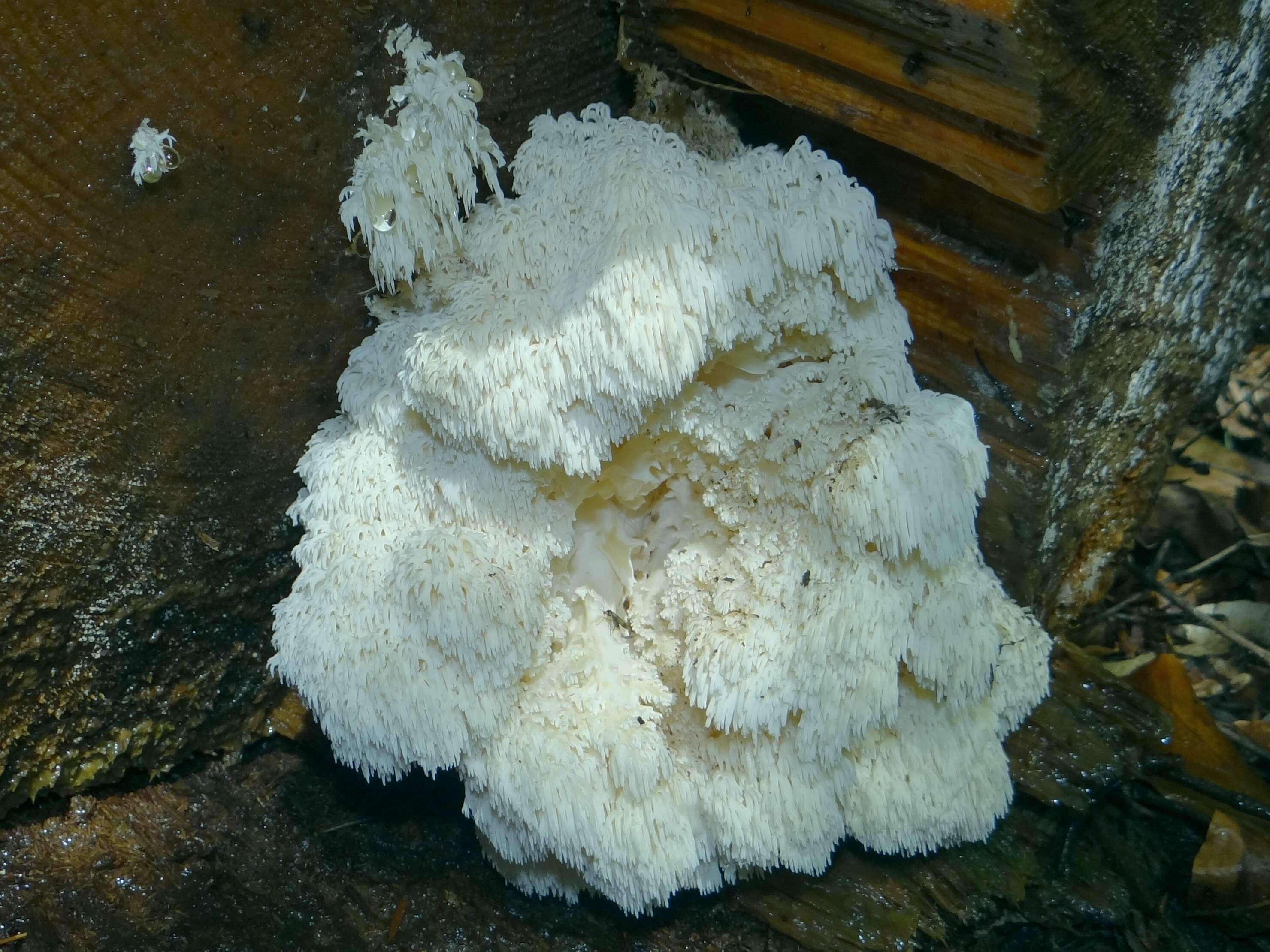 Image of Hericium flagellum (Scop.) Pers. 1797