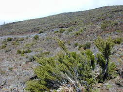 Image of alpine mirrorplant