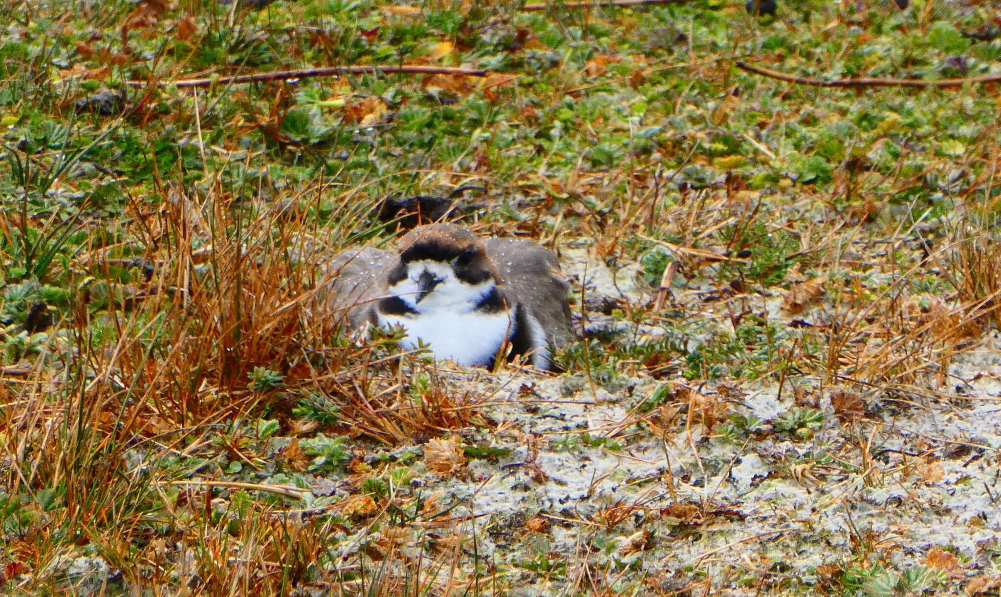 Слика од Charadrius falklandicus Latham 1790